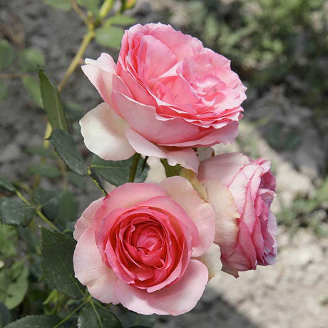 Роза шраб Ферст леди (английская) Садовита