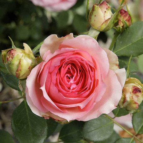 Роза шраб Ферст леди (английская) Садовита