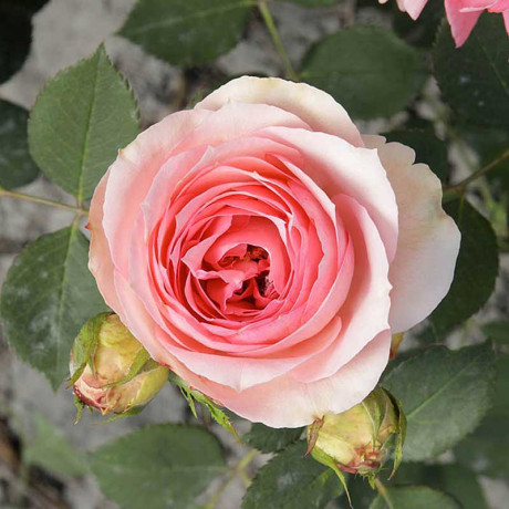 Роза шраб Ферст леди (английская) Садовита