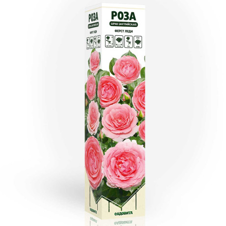 Роза шраб Ферст леди (английская) Садовита