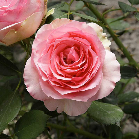 Роза шраб Ферст леди (английская) Садовита