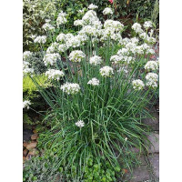 Семена Лук душистый Джусай Марс Ц