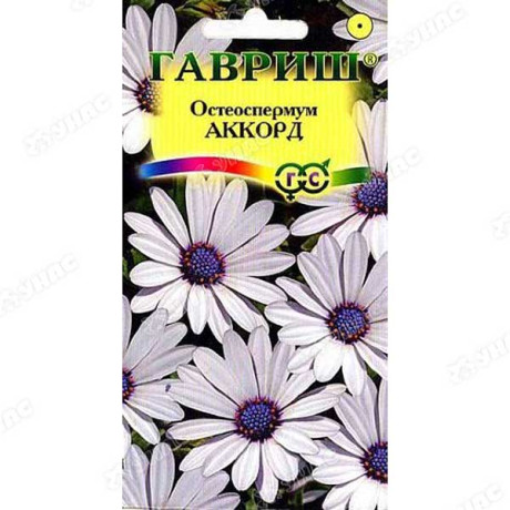 Остеоспермум Аккорд белый Гавриш Ц