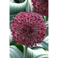 Лук Декор. Рэд Гиант Стар 10/12 5 шт Садовита