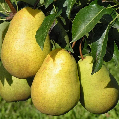 Груша Скороспелка из Мичуринска Садовита