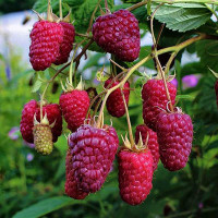 Малина Крепыш Садовита