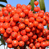 Рябина Вефед Садовита