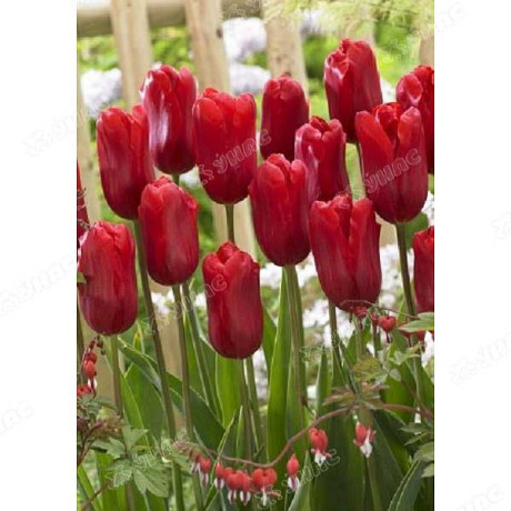 Василек Краски лета  НК Ц