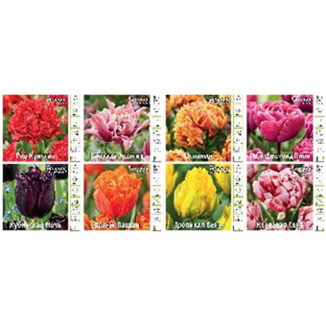 17158 Витрина  Тюльпан Бахр., Махров., 2-Й Эффект V-Mxt-02 ( Х 8 Секц.) 390 шт