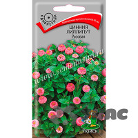 Циния лиллипут Розовая  Поиск Ц