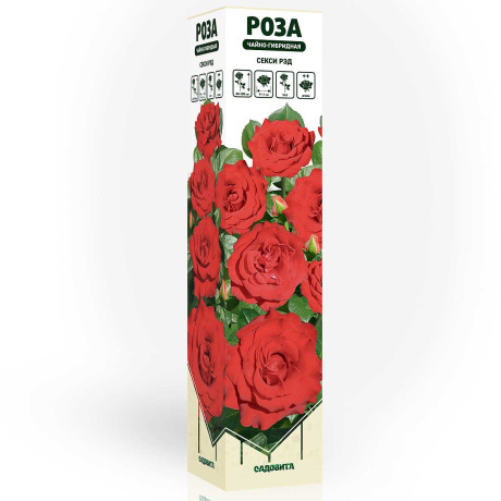 Роза чайно-гибридная Секси Рэд Садовита