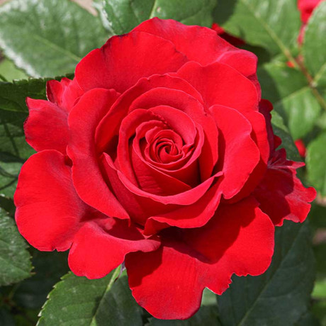 Роза чайно-гибридная Секси Рэд Садовита