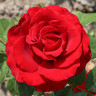 Роза чайно-гибридная Секси Рэд Садовита