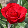 Роза чайно-гибридная Секси Рэд Садовита