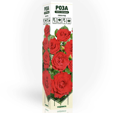 Роза чайно-гибридная Секси Рэд Садовита
