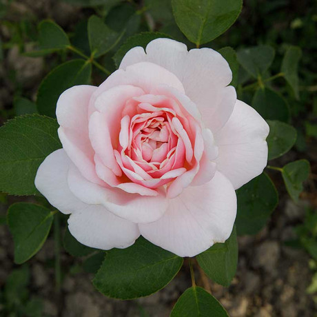 Роза чайно-гибридная Айлин Садовита