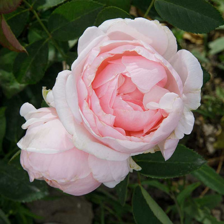 Роза чайно-гибридная Айлин Садовита