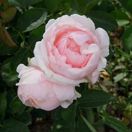 Роза чайно-гибридная Айлин Садовита