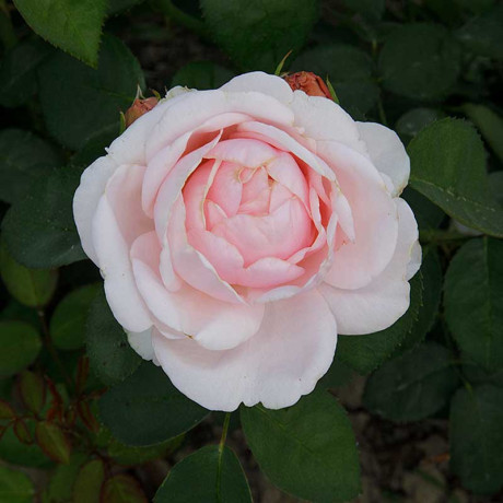 Роза чайно-гибридная Айлин Садовита