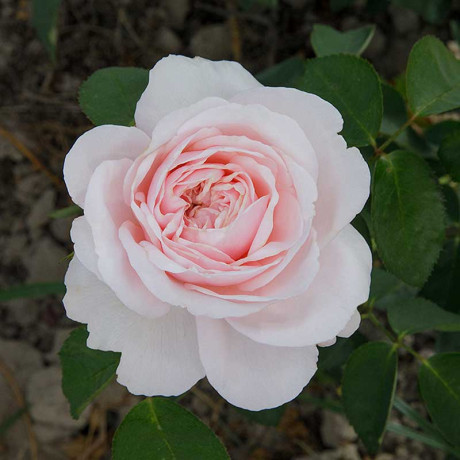 Роза чайно-гибридная Айлин Садовита