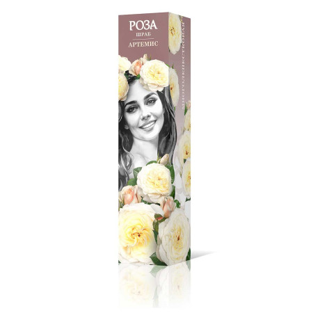 Роза шраб Артемис Садовита