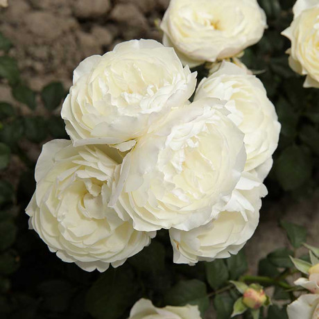 Роза шраб Артемис Садовита