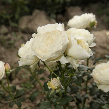 Роза шраб Артемис Садовита