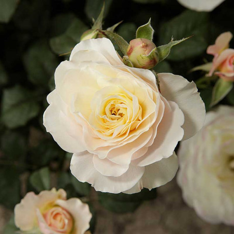 Роза шраб Артемис Садовита