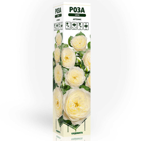 Роза шраб Артемис Садовита