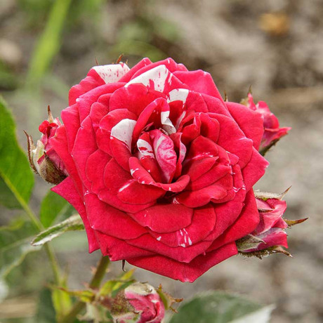 Роза спрей Флэш найт Садовита