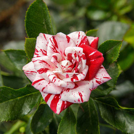 Роза спрей Флэш найт Садовита