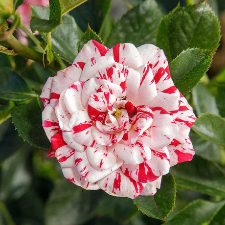 Роза спрей Флэш найт Садовита