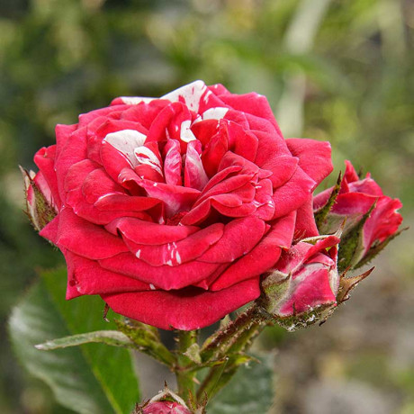 Роза спрей Флэш найт Садовита