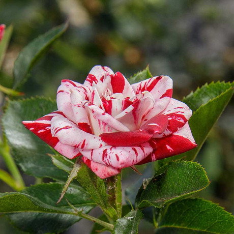 Роза спрей Флэш найт Садовита