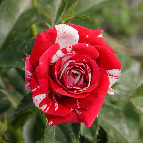 Роза спрей Флэш найт Садовита