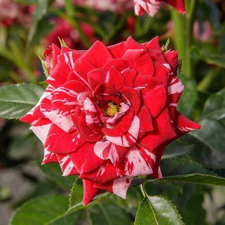 Роза спрей Флэш найт Садовита