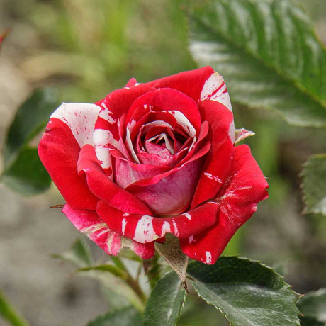 Роза спрей Флэш найт Садовита