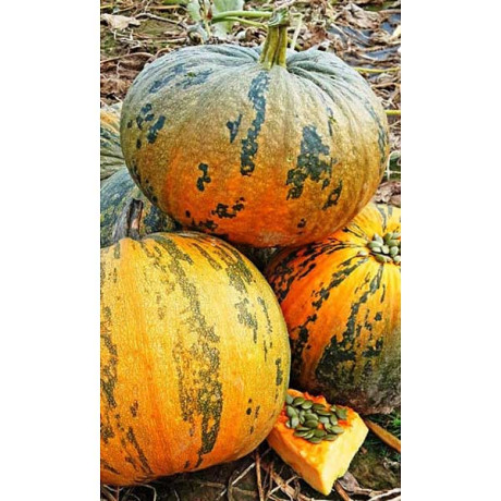 Семена Тыква Лирика Марс Ц