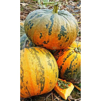 Семена Тыква Лирика Марс Ц