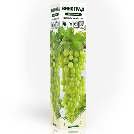Виноград Надежда Аксайская очень ранний Садовита
