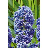 Мускари Фэнтези Криэйшн 7/8 10 шт Садовита