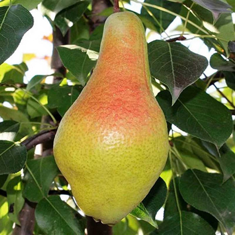 Груша Яковлевская Садовита