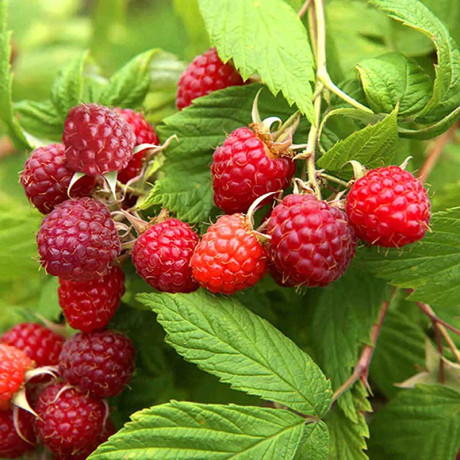 Малина Пингвин ремонтантная штамбовая Садовита