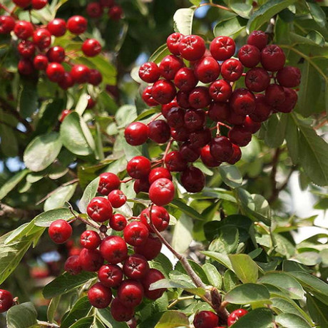 Рябина Рубиновая Садовита