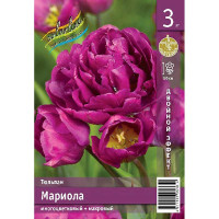 Тюльпан Мариола 11/12 2 шт