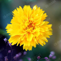 Кореопсис Эрли Санрайз махровый НК Ц