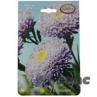 К Астра Помпонная Посейдон Каприс