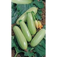 Семена Кабачок Комарик цуккини Марс Ц