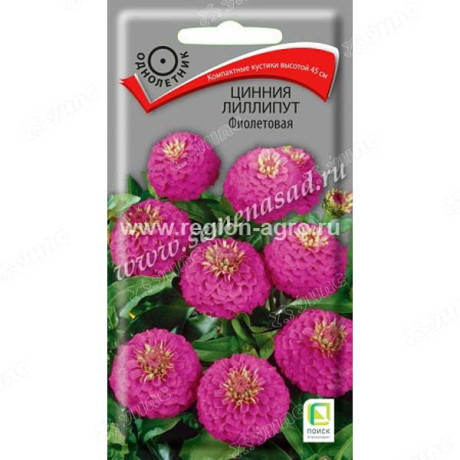 Циния Лиллипут Фиолетовая Поиск Ц