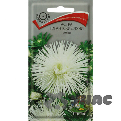 Астра Гигантские лучи Белая Поиск Ц